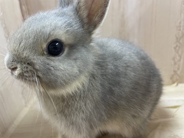 小さくてもいっぱいほおばるの！！ネザーランドドワーフ　オパール