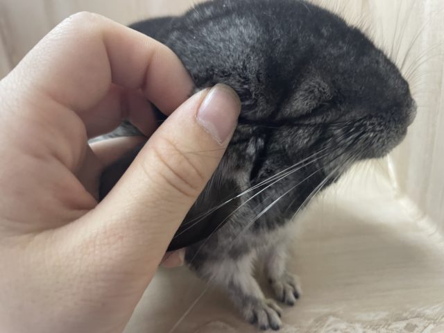 チンチラ代表☆☆☆かきかき好きなんです　チンチラ　グレー