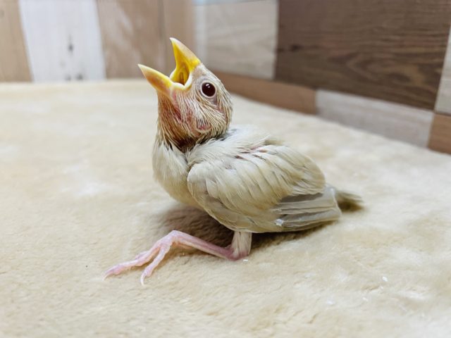 優しい色合いの文鳥さん☆シナモン文鳥！