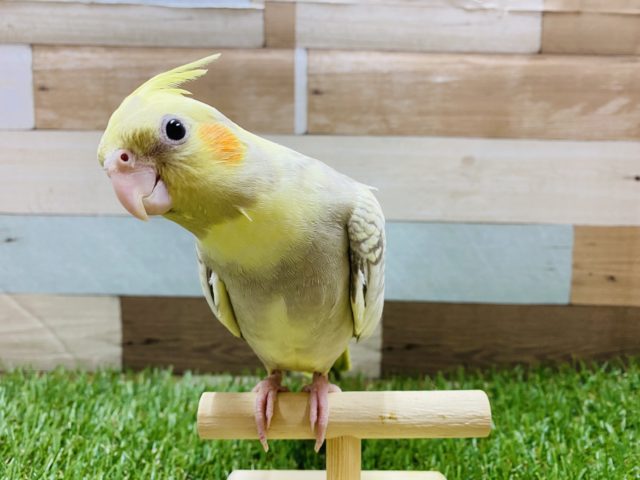 最新画像有り♪水玉模様のようなオカメインコ！シナモンパール♪