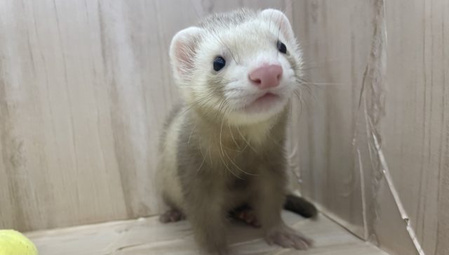 ぬいぐるみさんのようなフェレットさん！　マーシャルフェレット　シナモン