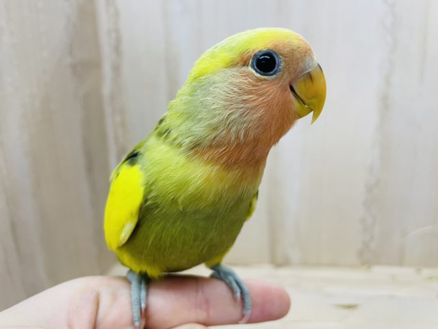 最新画像になります～！トコトコ歩いて決め顔スマイル★ コザクラインコ オリーブパイド