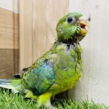 最新画像有り☆色鮮やかなインコさん☆美声インコのオパーリンカラー！