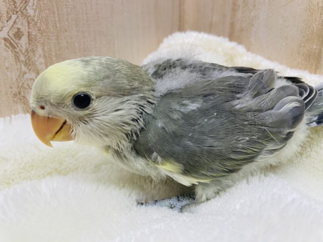 優しいおメメのおっとりさん！？　コザクラインコ　モーブパイド