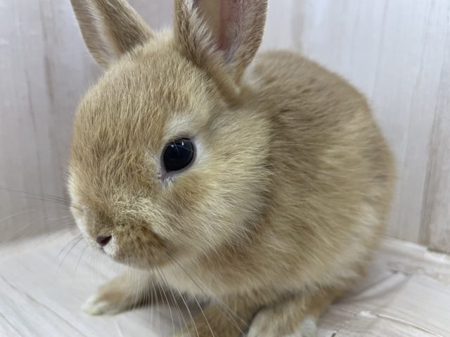 まるでウサギのぬいぐるみ！？　ネザーランドドワーフ　オレンジ　男の子