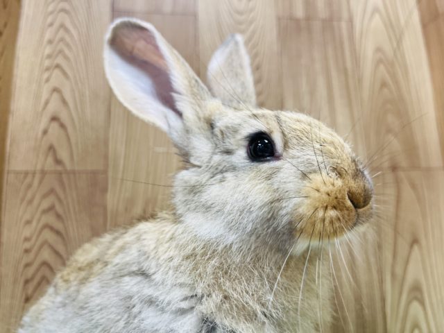 【最新画像あり！元気いっぱいな子になりました！！】控えめ系？食欲旺盛なフレミッシュジャイアント☆