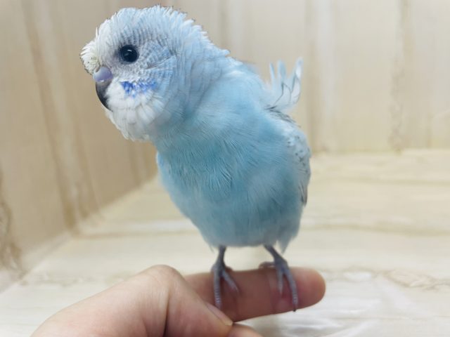天使羽衣ちゃんの登場です！！！！　羽衣セキセイインコ　スパングル