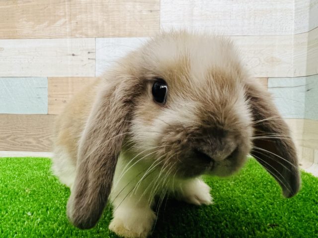 めちゃかわ♡ふんわりカラーロップイヤーラビット