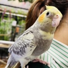 この可愛さ、ハマります！オカメインコ(パールパイド)
