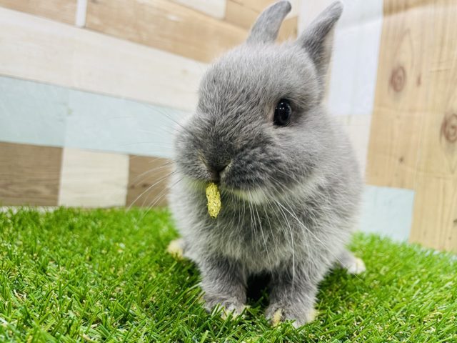 最新画像有り☆小柄で可愛らしい男の子☆ネザーランドドワーフのブルーマーチンカラー！