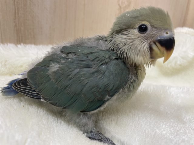 落ち着いた色合いのコザクラさん♪ コザクラインコ　ブルーチェリー