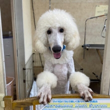 最新画像！くりくりお目目❤️のスタンダードプードルくん(ホワイト)