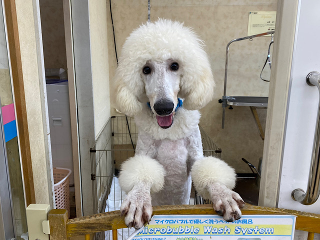 最新画像！くりくりお目目❤️のスタンダードプードルくん(ホワイト)