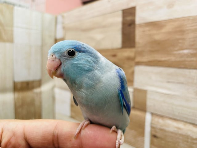 最新画像有り☆ヒナ餌卒業！小柄で可愛らしいインコさん☆マメルリハのブルーパイドカラー！