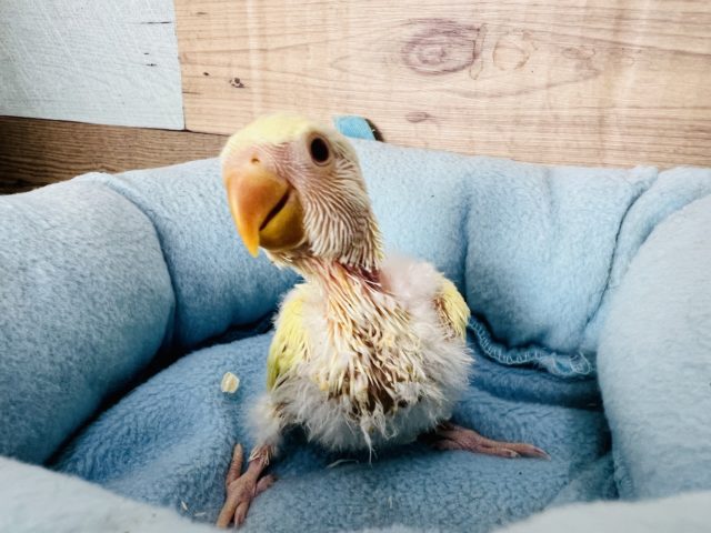 ぽけぽけ♪クリームルチノー小桜インコ