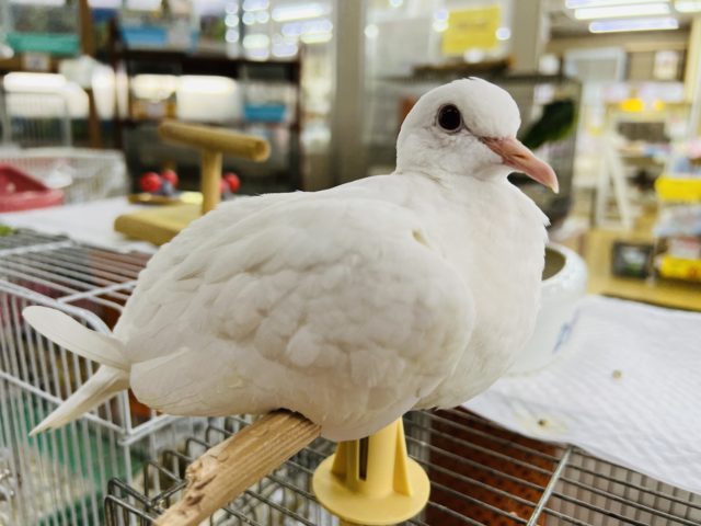 更新☆てのりギンバトいます！