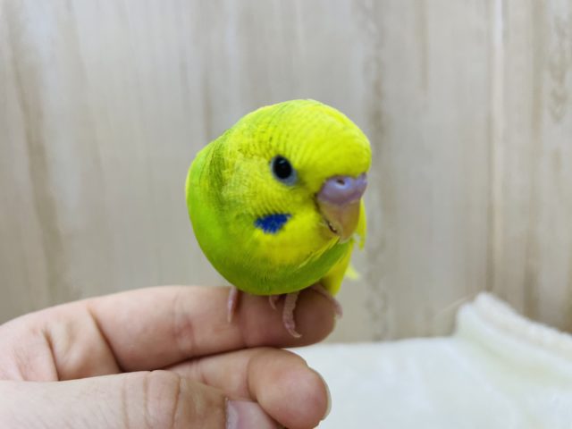 元気っこセキセイここに登場♪　セキセイインコ　パイド
