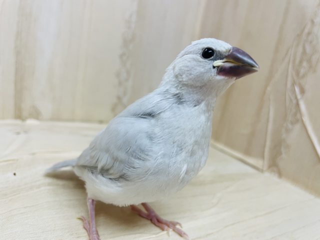 ご飯が食べたい！食べ盛りさん！？　シルバー文鳥