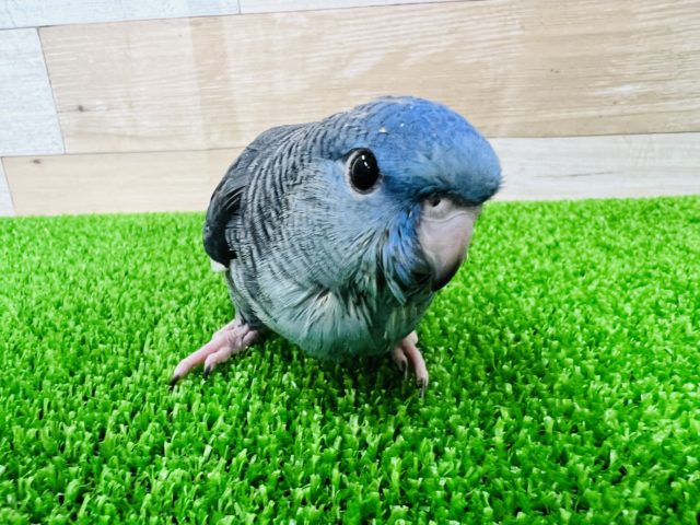 サザナミインコ　ちょっぴり薄いよ☆ブルーカラー♪