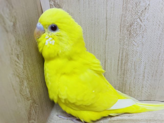 黄色いからだに赤目のコ！！　セキセイインコ　ルチノー