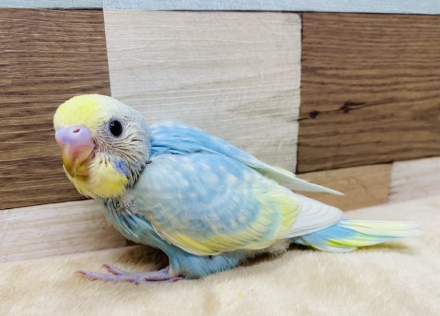 大人気カラーのセキセイインコ♪パステルレインボースパングルやって来ました！