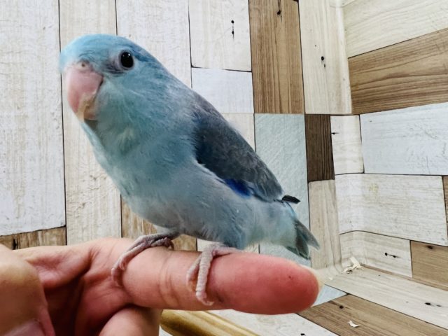 青くて小さな妖精？？マメルリハがやってきた～！