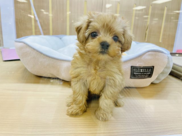 可愛さにズッキューン♥ミックス犬ちゃん！