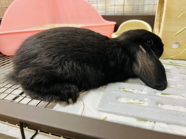 さらつや〜な毛並み✨ロップイヤーラビット(男の子)