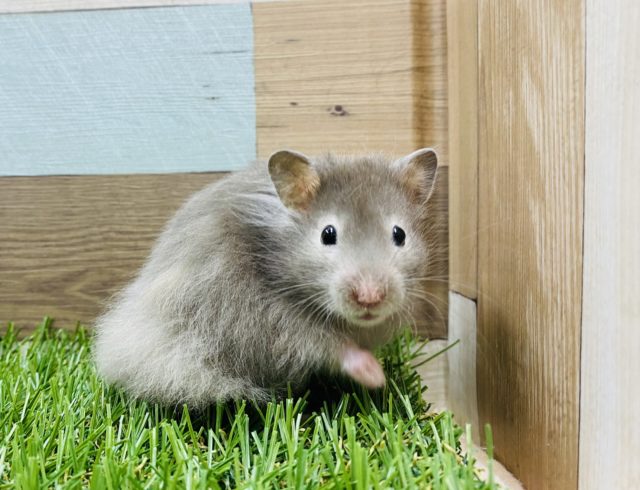 人気カラー！！ふわっふわのセーブルハムスターやって来ました！