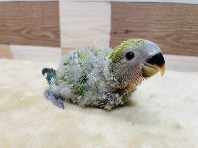 綿毛の残る可愛いヒナさん☆コザクラインコのノーマルカラー！