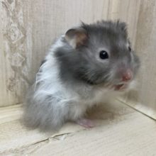 残り1匹です！最新画像になりますよ～！カラーハムスター勢ぞろい！　セーブル