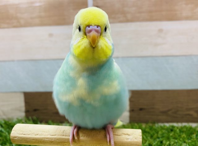 最新画像有り☆淡いカラーが素敵なセキセイインコやって来ました！