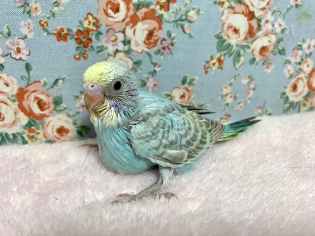 セキセイインコ パステルレインボー 5/22