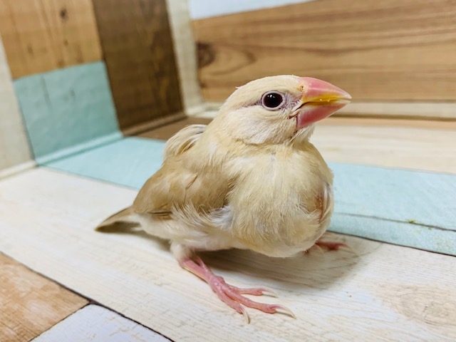 スクスク成長中☆淡い色合いが素敵なシナモン文鳥さん♪