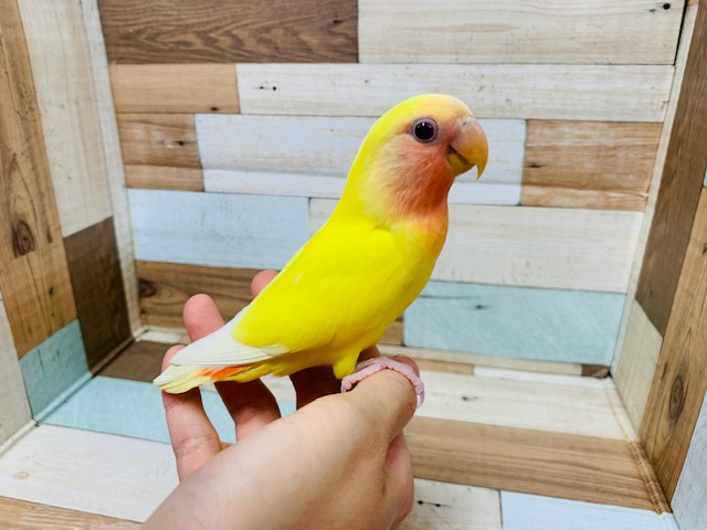 べたなれさん♡!コザクラインコ(ルチノー)さん♪