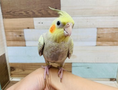 なでなでのうっとり顔がたまりません♡オカメインコ(シナモンパール)さん☆