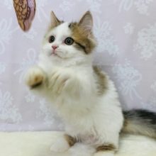 猫じゃらしに必死!!短足マンチカンちゃん♪