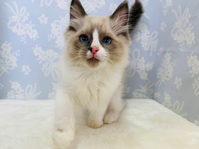 イケメンに成長♪遊び好きなラグドールくん☆