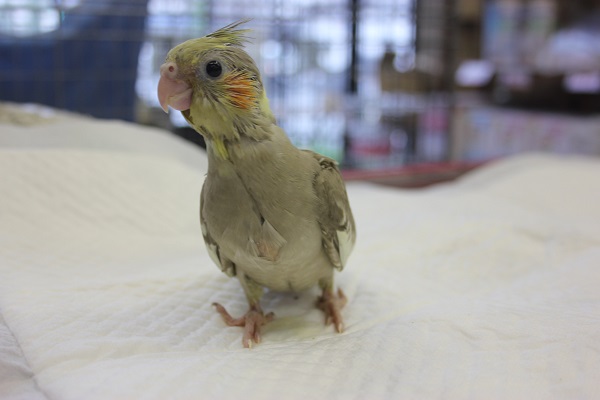 オカメインコ（シナモン）ヒナちゃん入舎です🌟