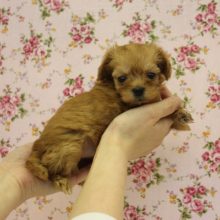 人気のMIXちゃんだよ♩小さなマルプーちゃん女のコ♀