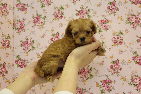 人気のMIXちゃんだよ♩小さなマルプーちゃん女のコ♀