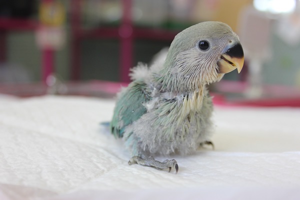 ブルーチェリーのコザクラインコ　ヒナちゃん入舎です🌟