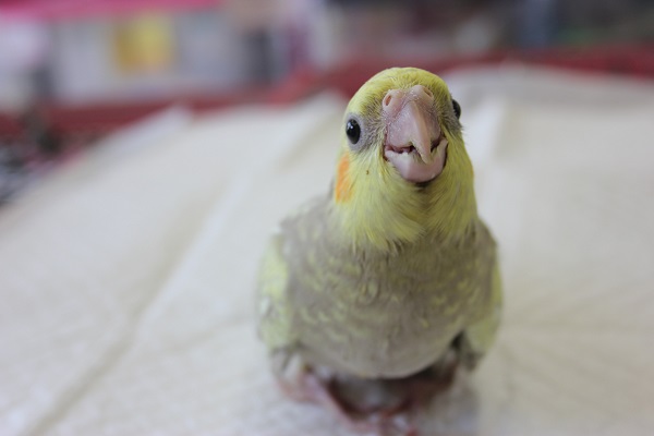 恐竜さん♥オカメインコ（シナモンパール）ヒナちゃん入舎です❢
