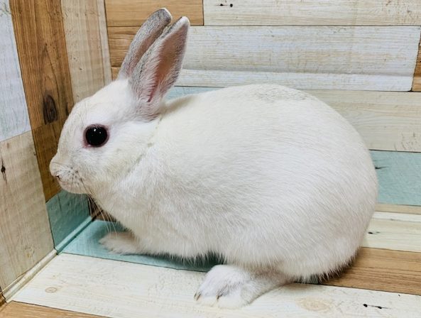 なでなで大好き♡ネザーランドドワーフラビット(フロスティ)ちゃん♡