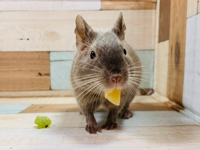 慣れてきます♪デグー(チョコレート)さん☆