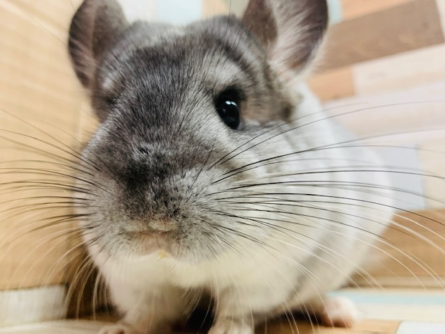 ふわっともふっと♡チンチラ(パイド)ちゃん!!