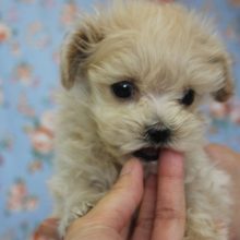 「σ(ﾟ∀ﾟ )オイラ、人気のマルプー♩」🐩♥