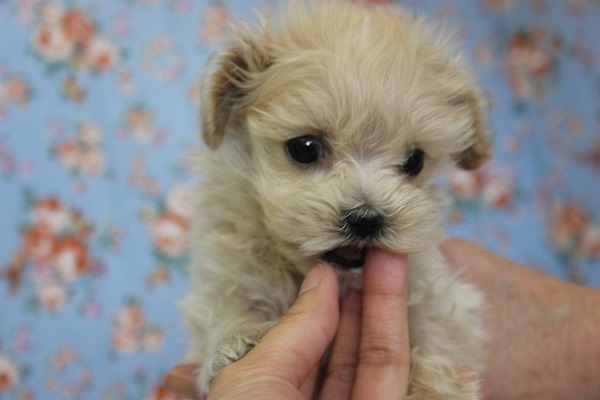 「σ(ﾟ∀ﾟ )オイラ、人気のマルプー♩」🐩♥