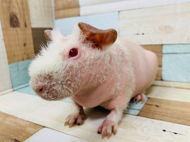 顔周りカキカキ大好き♡スキニーギニアピッグさん♪