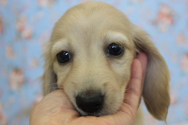 優しいお顔🥺♥クリクリおめめのⅯダックスくんです★♂